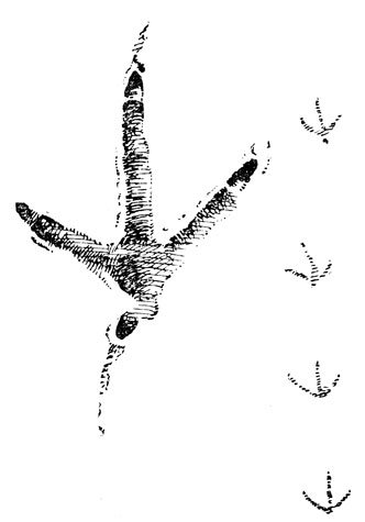 Серая куропатка следы