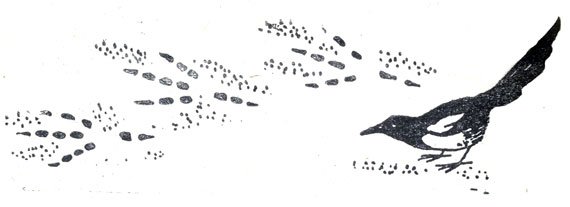 Следы сороки на снегу