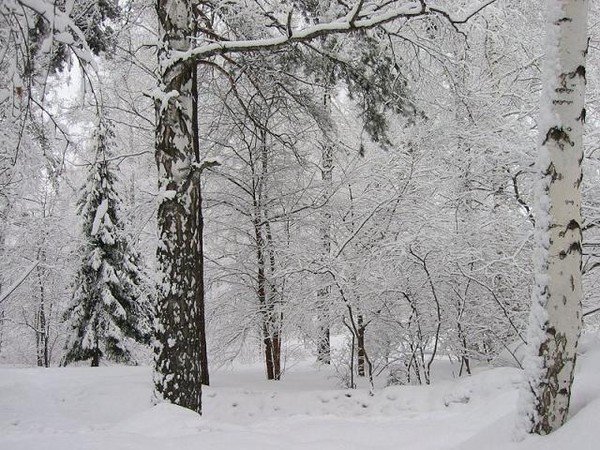 У дуба у березы Фет