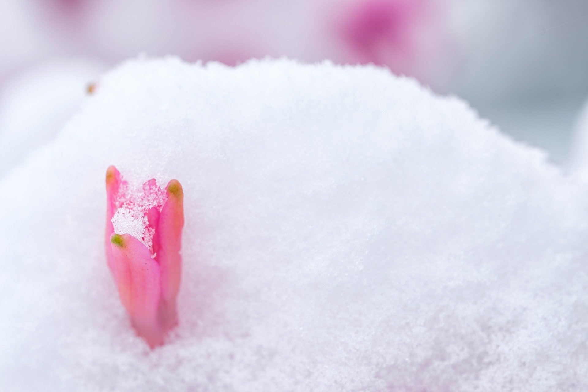 Цветков сугробов. Цветы в снегу. Цветы из под снега. Нежные цветы в снегу. Цветочек на снегу.