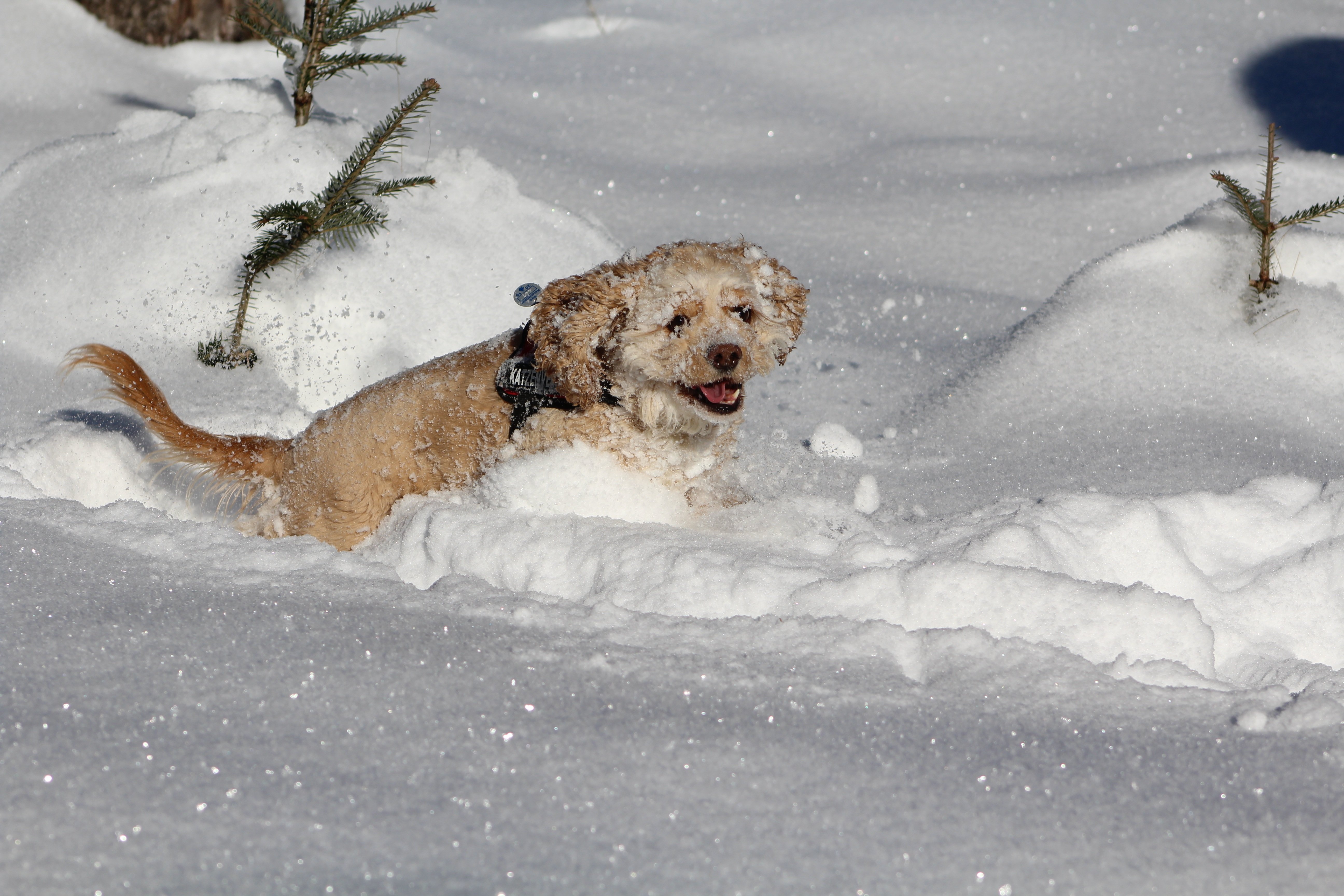 Погода зверей 1. Собака радуется снегу. Собачка в снегу. Собака зимой. Собака в сугробе.