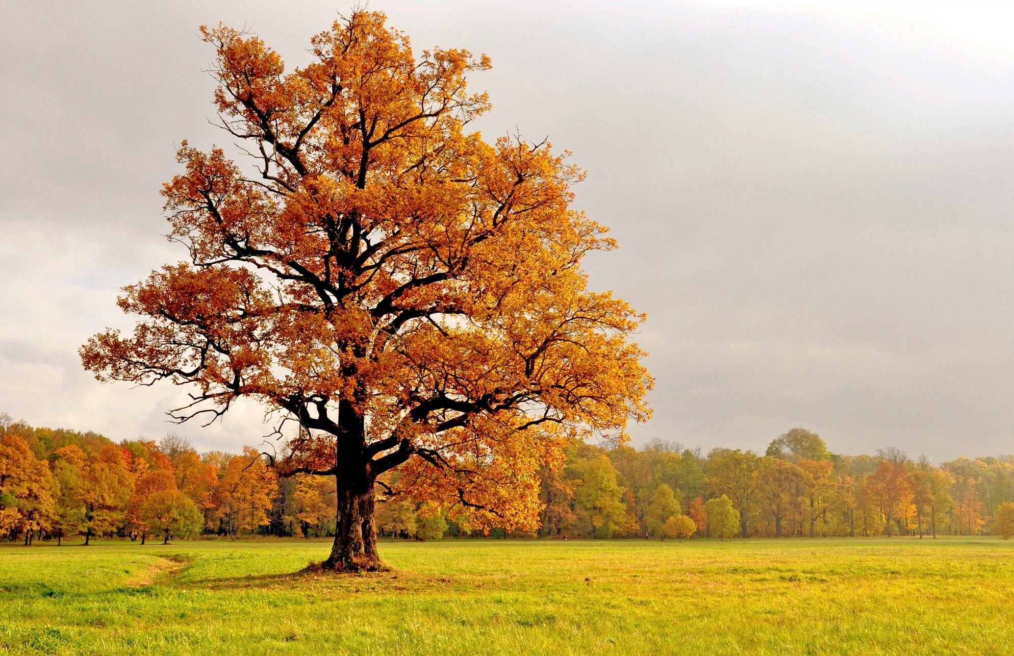 Картинки деревьев осенью. Дуб черешчатый осенью. Осеннее дерево. Осенний дуб. Деревья осенью.