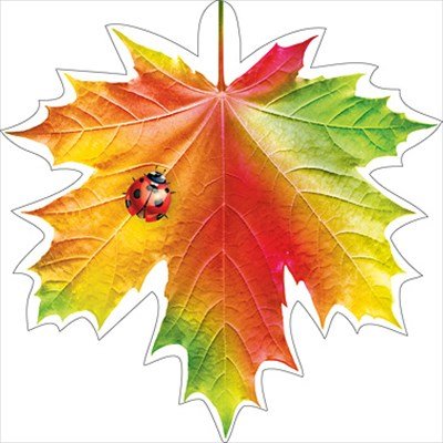 Разноцветные кленовые листья