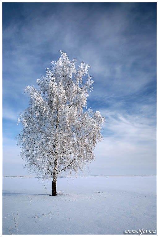 Береза зимой рисунок - 65 фото