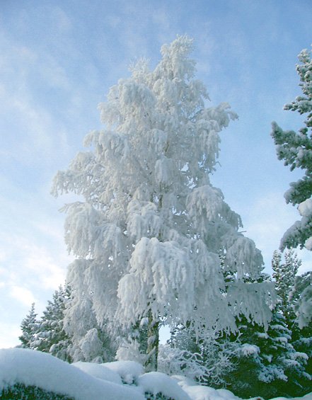 Белая береза в снегу