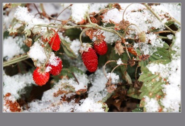 Земляника зимой