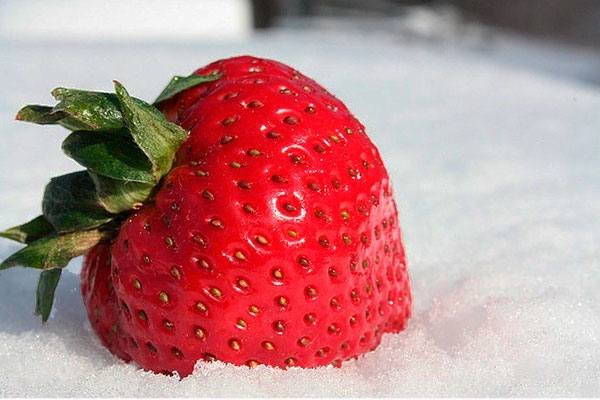 Клубника в снегу