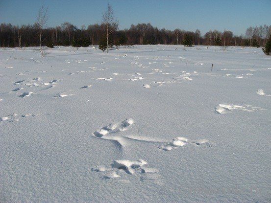 Тетеревиные лунки