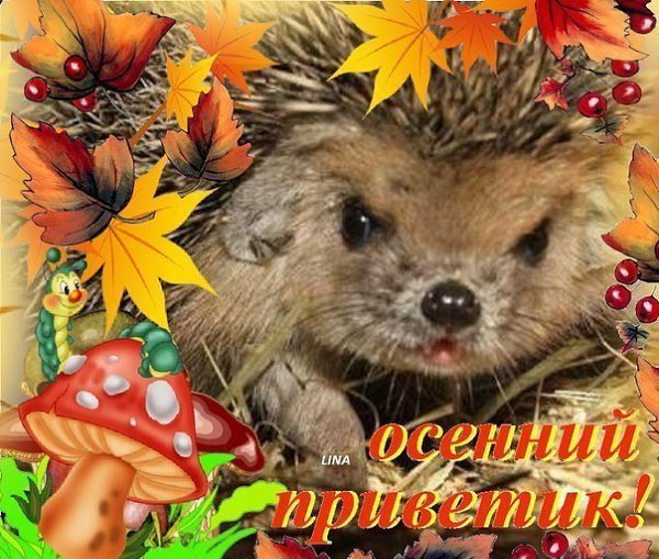 Прекрасного осеннего дня с ежиком