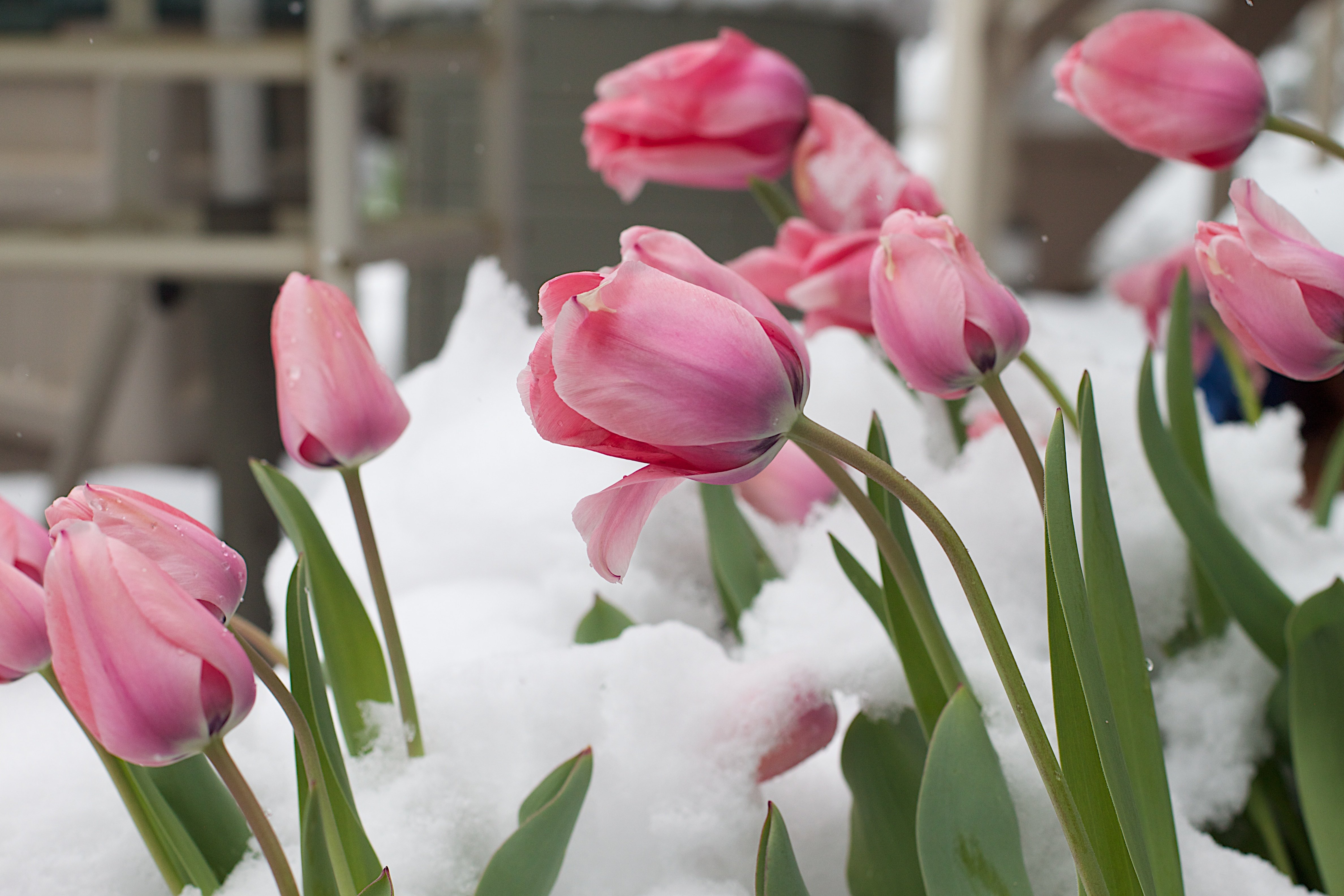 Мартовские цветы красивые. Тюльпан Пинк Сноуи. Весенние тюльпаны. Розовые тюльпаны. Тюльпаны в снегу.