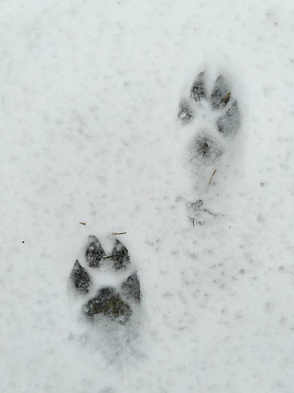 собачьи следы на снегу