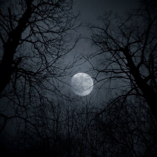 Темный лес с луной