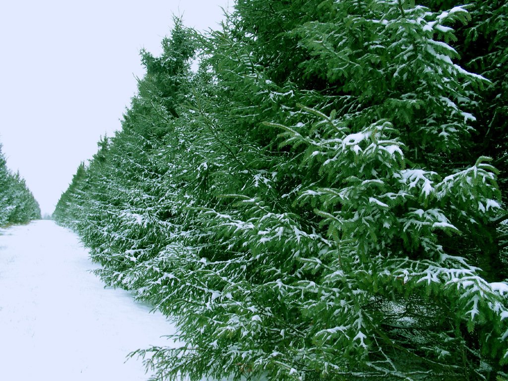 Зеленые ели в снегу. Елка зимой. Зеленые елки в снегу. Ель в снегу. Зимний лес.