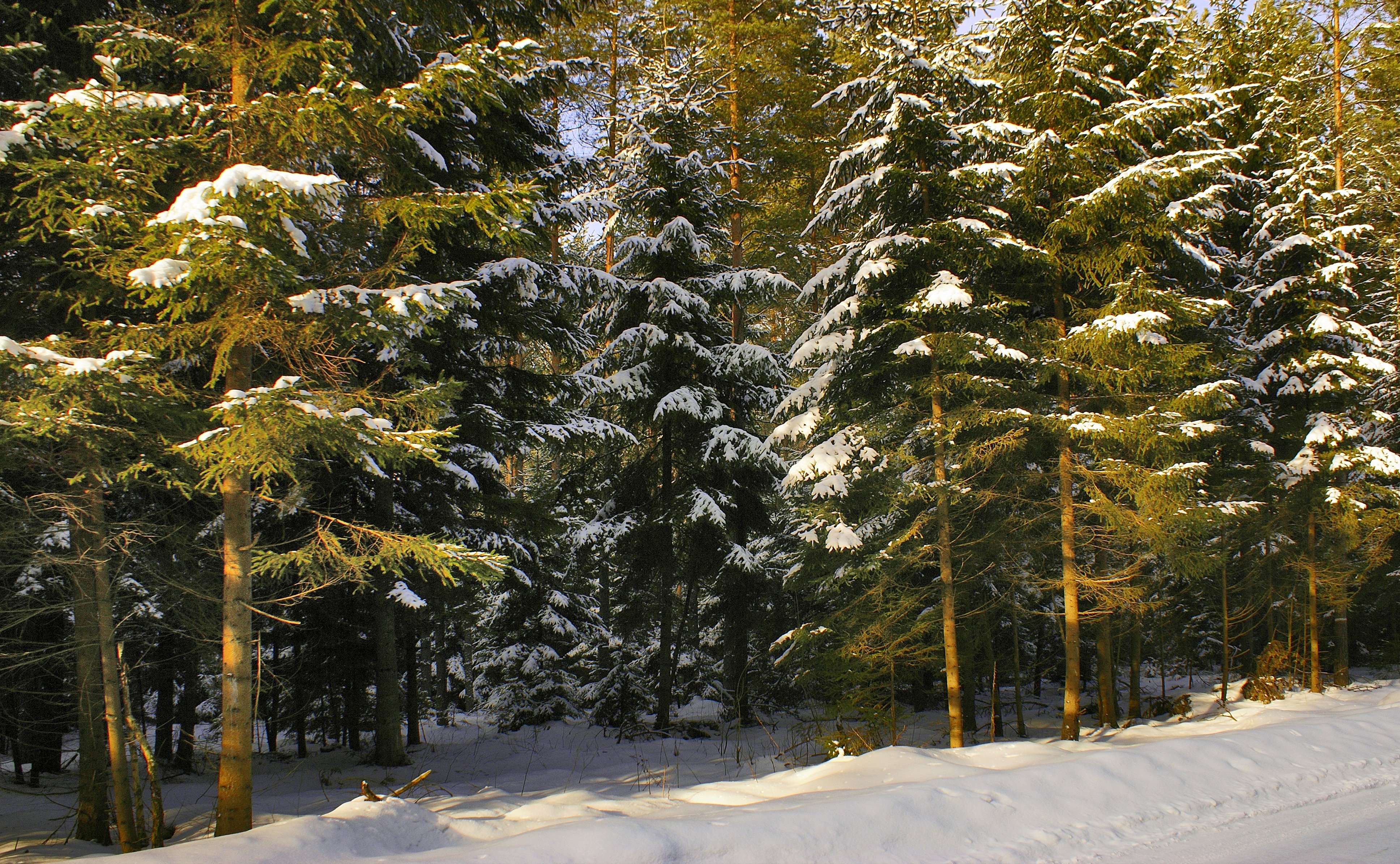 Ель в хвойном лесу. Зимний еловый лес. Хвойный лес зимой. Сосны и ели зимой. Елка в лесу.