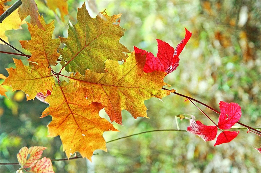 Осеннего неживой природы