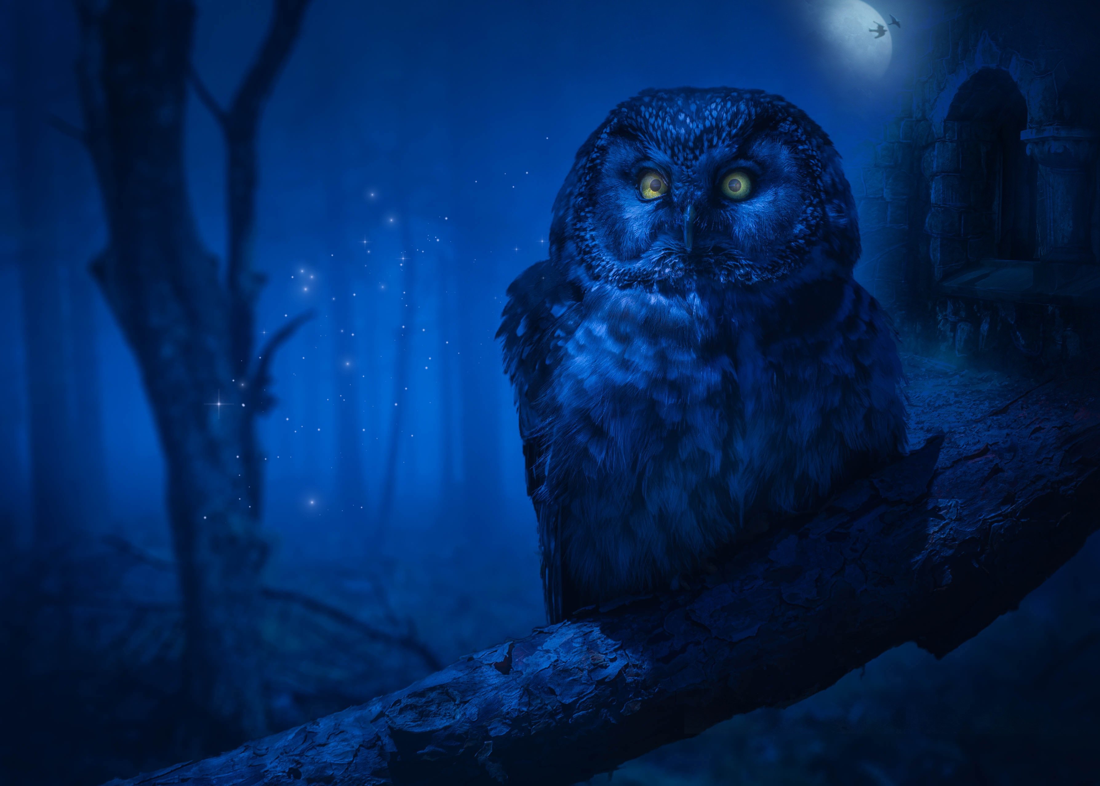 Сова ночное животное. Ночная Сова.(Night Owl).1993. Сова. Лунная Сова. Синяя Сова.