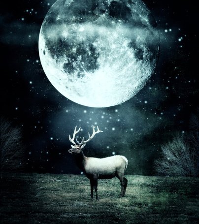 Олень звезды