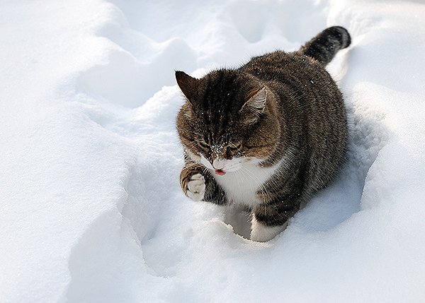 Кот валяется в снегу