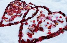 Лепестки роз на снегу