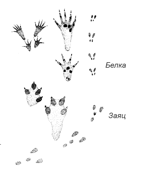 Следы зайца