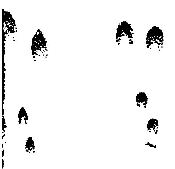 Следы зайца