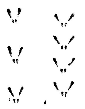 Следы зайца для детей