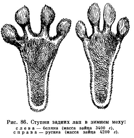 Отпечаток кроличьей лапы