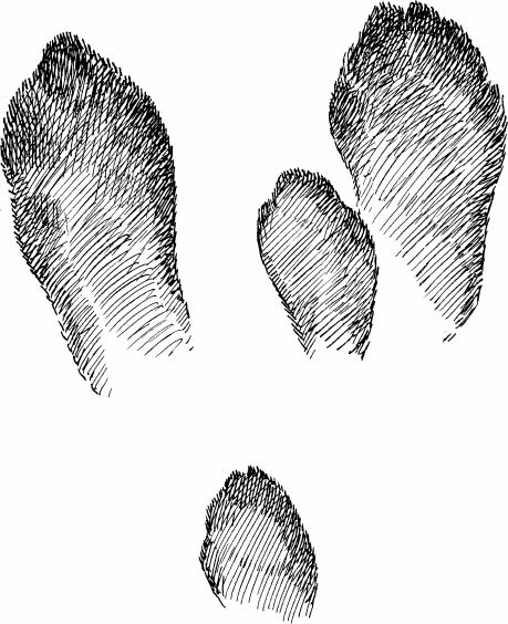 Формозов следы