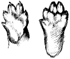 Куница отпечаток лапки