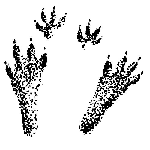 Следы белки