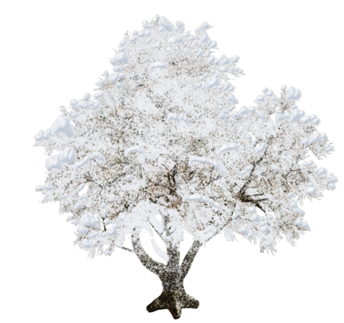 Деревья зимой