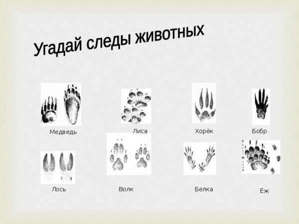 Следы диких животных Подмосковья