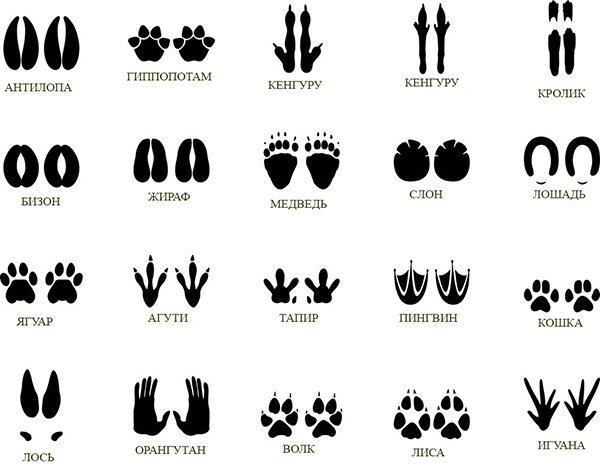 Следы пингвина