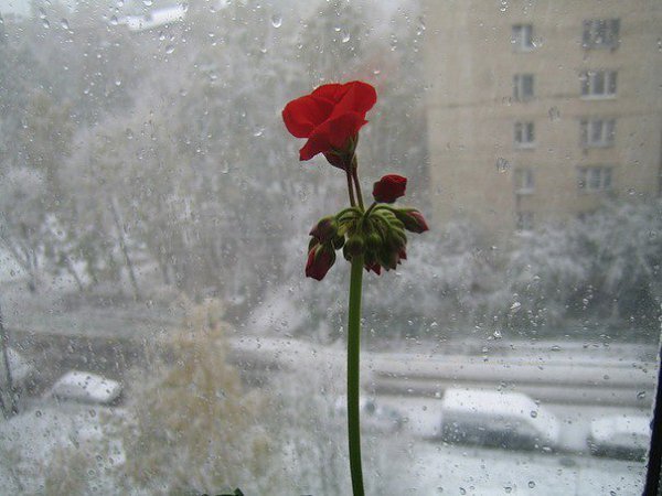 Снег за окном весной