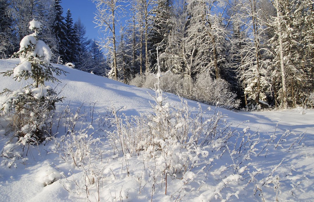 Снежок лесной. Пушистый снег лес. Белый снег. Зима пушистый снег. Опушка леса зимой.