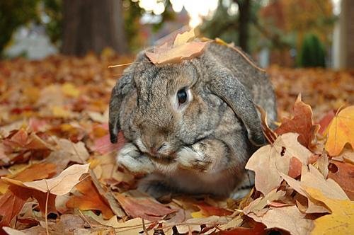 Зайчик осенью