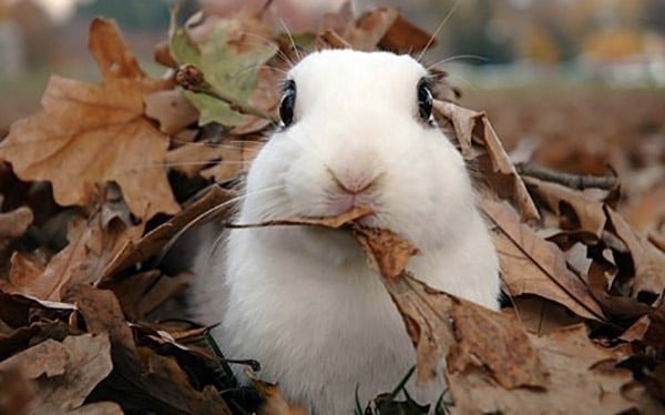 Кролик осенью