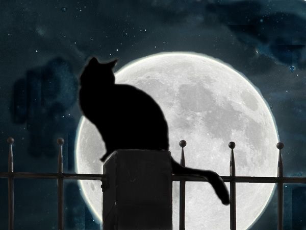 Кот на фоне Луны