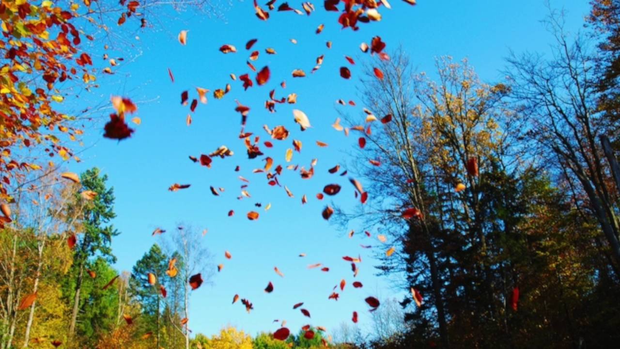 Кружится где в воздухе. Падающие листья. Листья кружатся в воздухе. Осенний листопад. Осень листопад.
