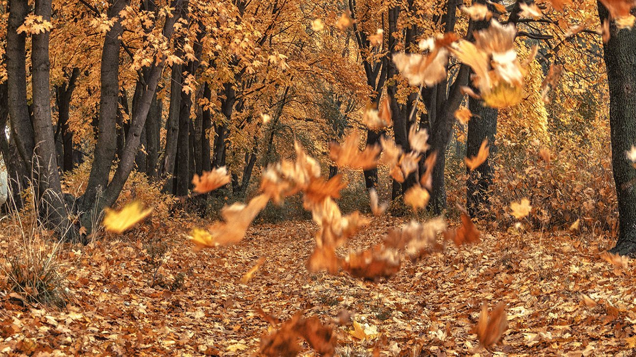 Поднялся сильный ветер и гнал. Осень листопад. Листопад в лесу. Ветер в осеннем лесу. Осень ветер листья.