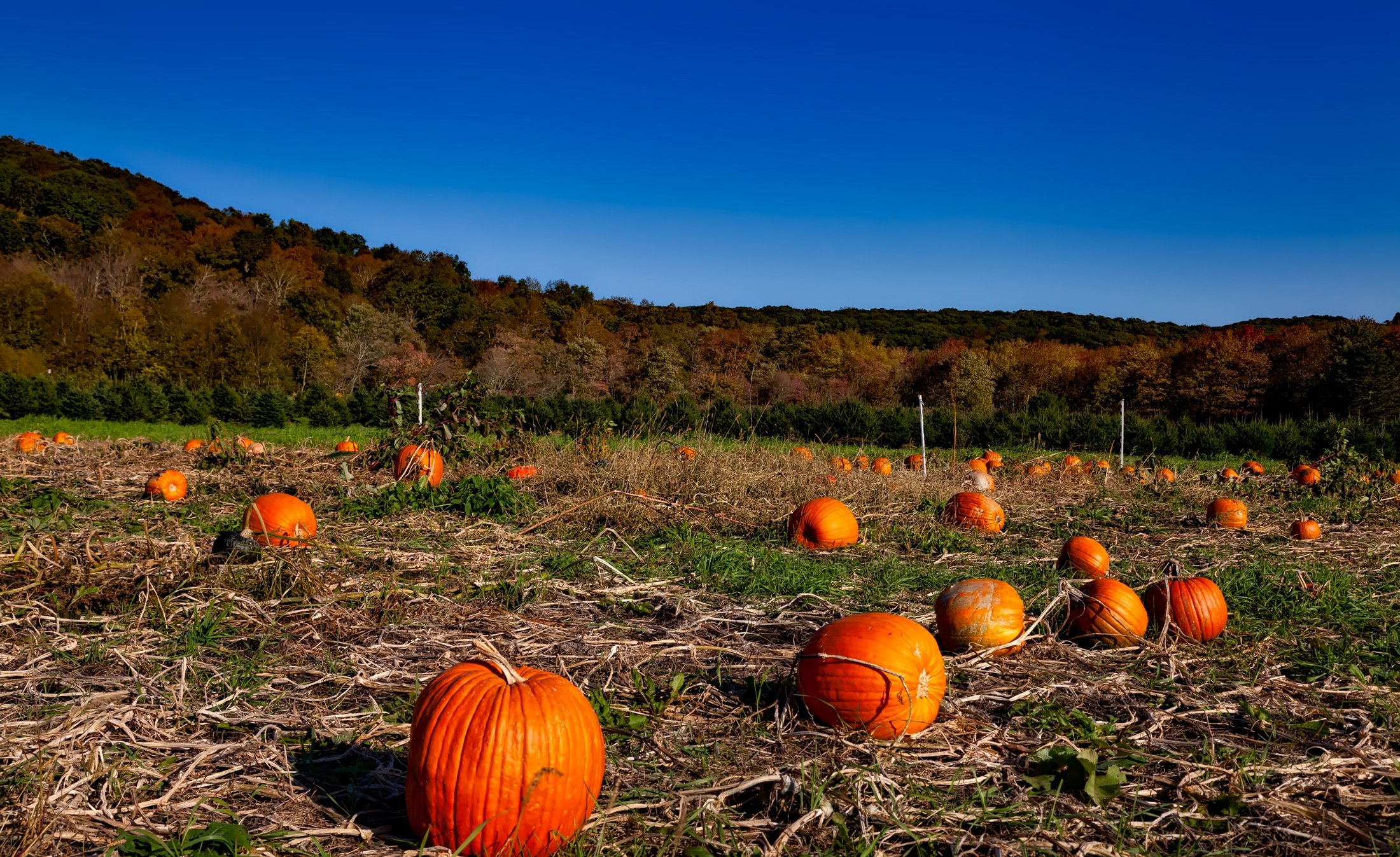 Осень тыквы. Поле с тыквами. Тыквенное поле Halloween пейзаж. Абакан, тыквы поле. Тыква Коннектикут Филд.