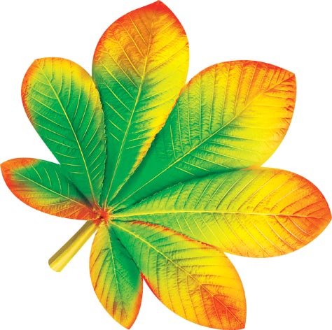 Красивые осенние листочки для оформления группы