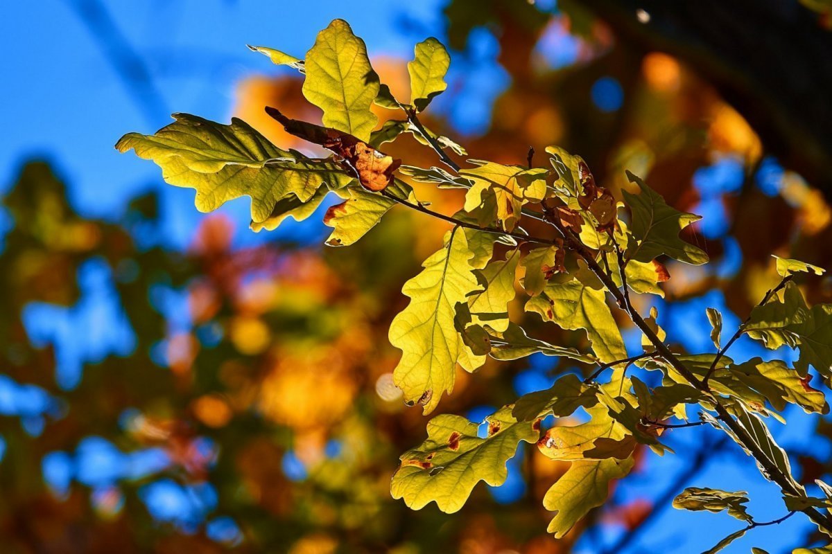 Молекулярные тайны осенних листьев