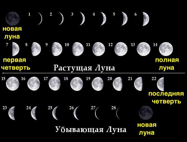 Цикл фазы Луны по дням