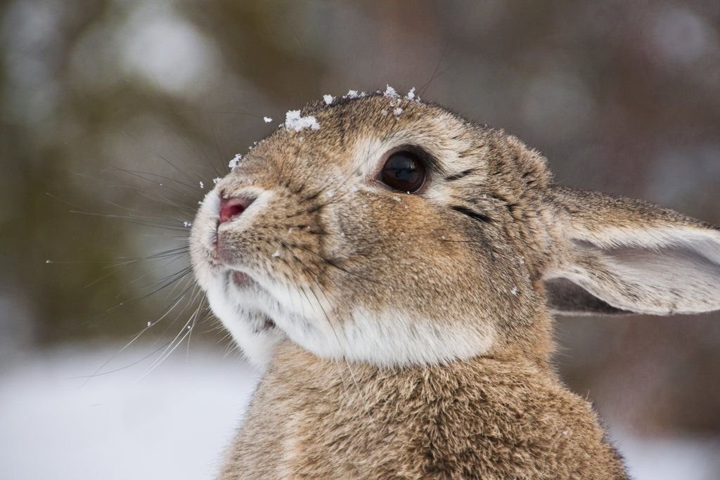 Выскочил зайчик. Кролик в снегу. Кролик зимой. Зайчата зимой. Морда зайца.