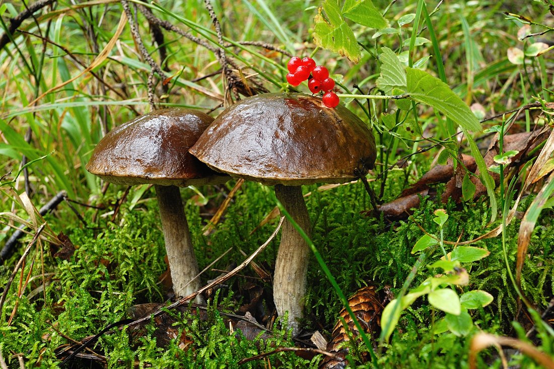 Гриб хвойная. Съедобные грибы в Бору Алтайского края. Грибы в хвойном лесу. Северные грибы. Грибы соснового леса.