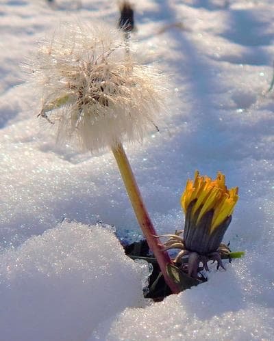 Одуванчик снежный