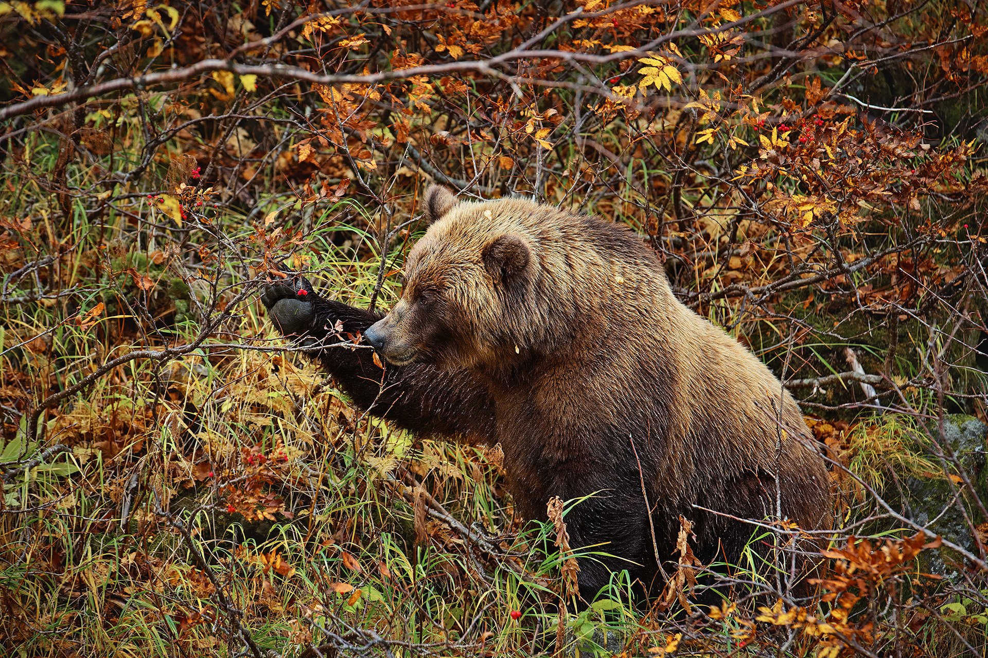 Медвежья шерсть. Уссурийский бурый медведь. Бурый медведь Кольский полуостров. Бурый медведь Уссурийская Тайга. Камчатский бурый медведь.