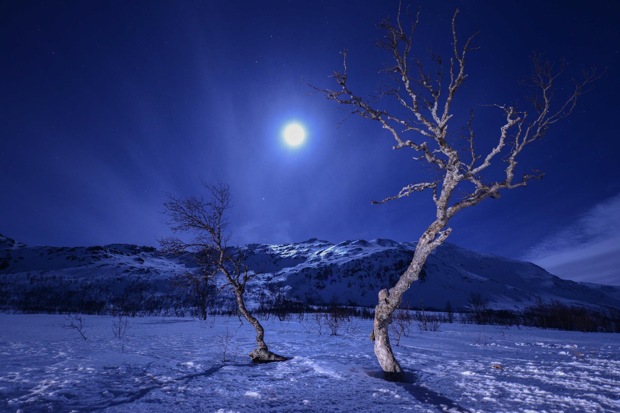Луна зимой ночью. Зимний ночной пейзаж. Деревья в снегу ночью. Луна зимой. Зимний пейзаж ночью.