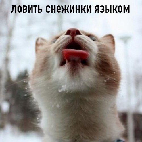 Ловит снежинки языком